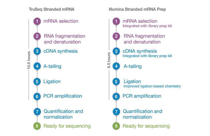 Рабочий процесс Illumina Stranded mRNA Prep Workflow