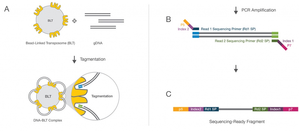 nextera-dna-flex-library-prep-kit-web-graphic-1.jpg